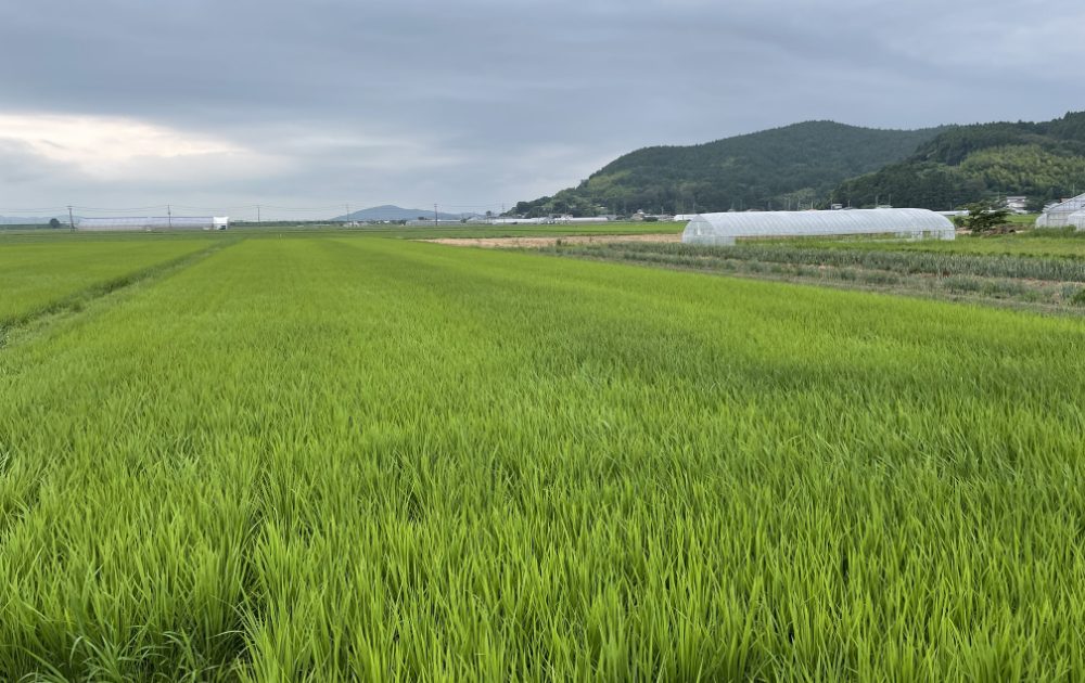 ラインナップ